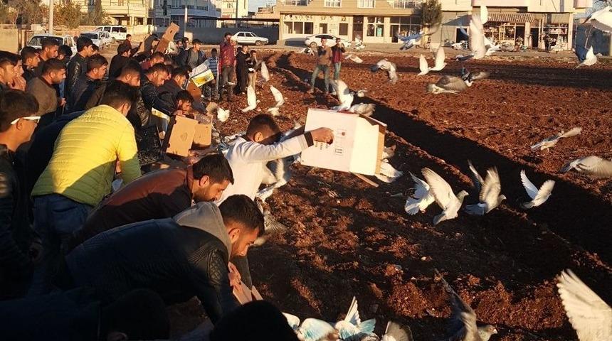 (&ouml;zel Haber) Şanlıurfalı Kuş&ccedil;ular Havada Kapıştı