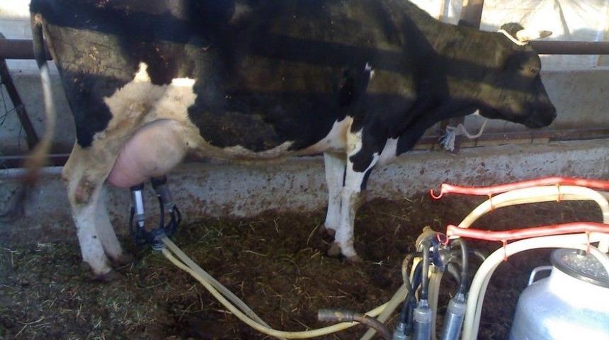 Yenişehirli Besicilere 4 Milyon Liralık Destekleme