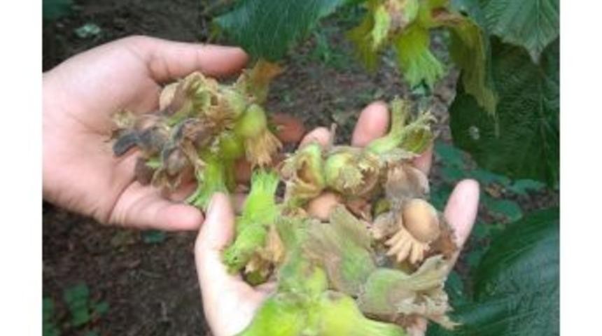 Düzceli Çiftçilere Müjdeli Haber