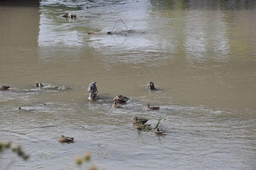 Yaban &Ouml;rdekleri Kars&rsquo;ı Mesken Tuttu