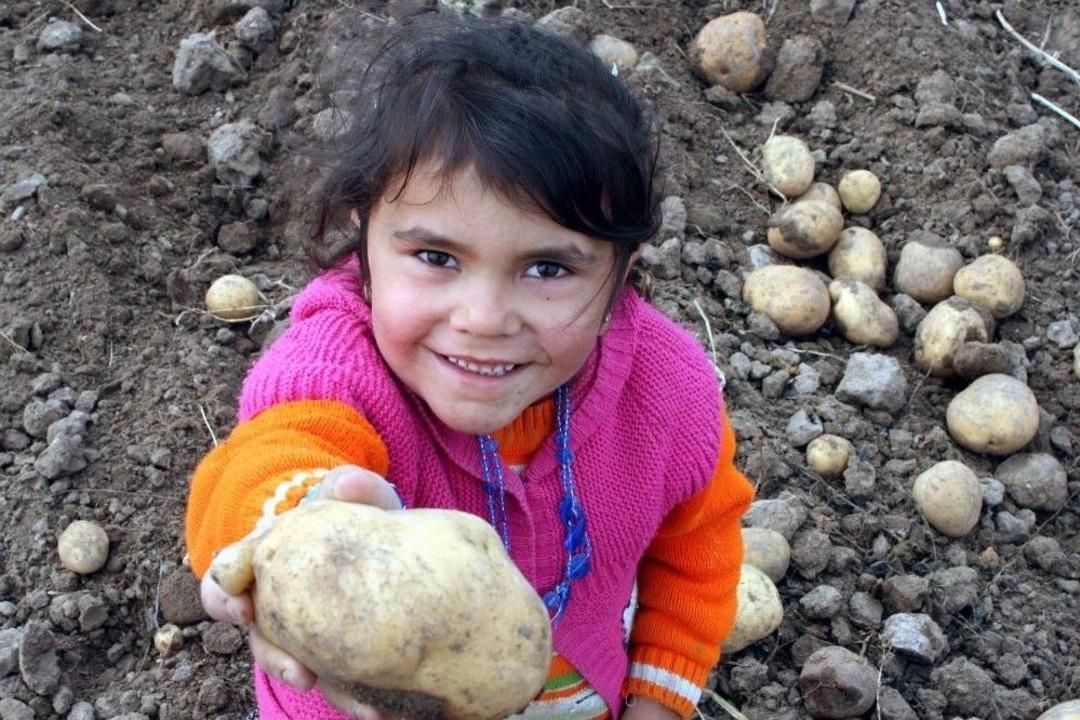 Niğde&rsquo;de Patates Hasadı Başladı