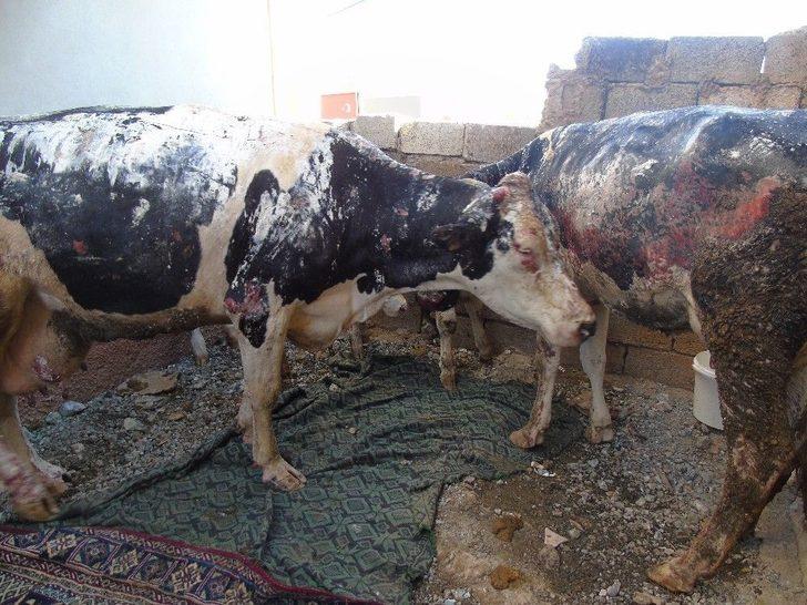 Gaziantep’te Ahır Yangını G4