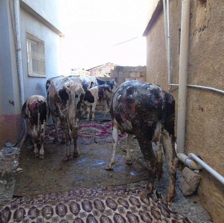 Gaziantep’te Ahır Yangını G5