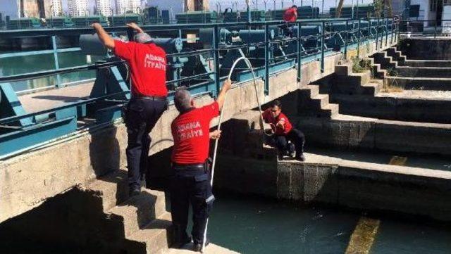 İtfaiyeciler Yavru Kediyi Boğulmaktan Kurtardı