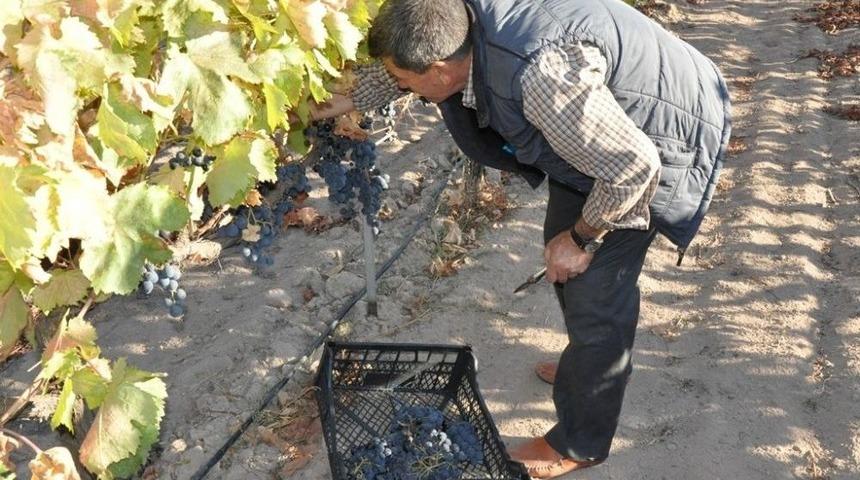 Manisa&rsquo;nın Organik &Uuml;z&uuml;mleri Pazardaki Yerlerini Aldı