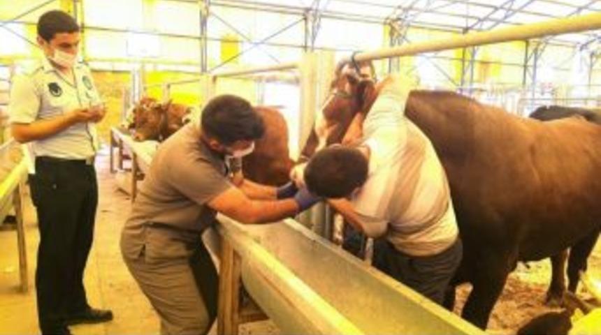 Kurbanlık Hayvanlara Diş Kontrolü