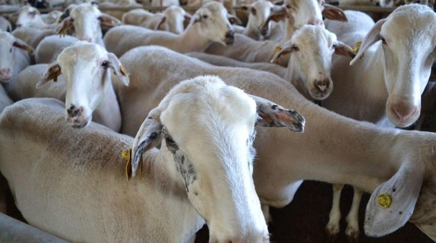 Kurban Pazarında Bayram Hareketliği Başladı