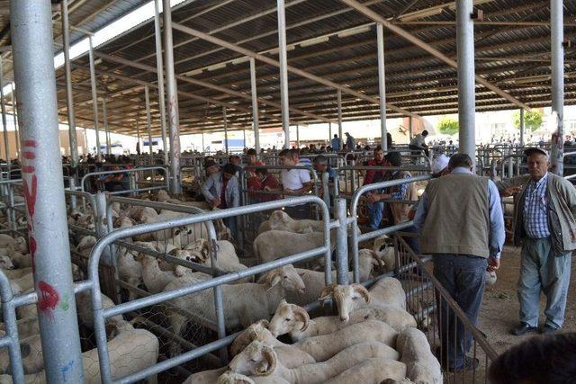 Kurban Pazarında Bayram Hareketliği Başladı