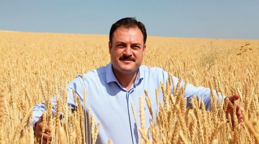 Bitlis’te Buğday Hasadı Başladı