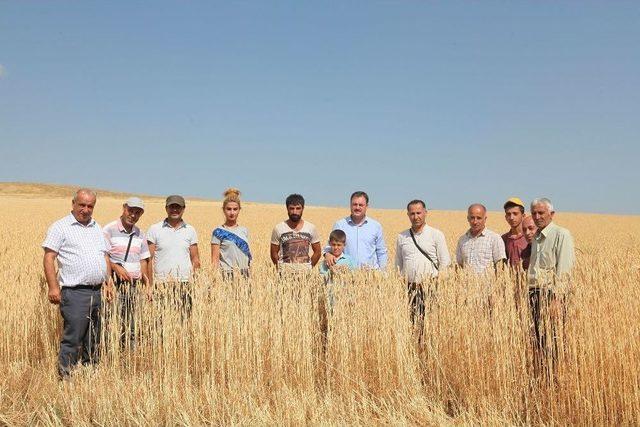 Bitlis’te Buğday Hasadı Başladı