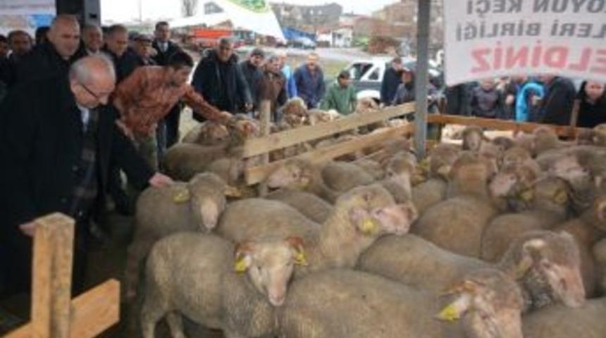 Tekirdağ B&uuml;y&uuml;kşehir Belediyesi&rsquo;nden Hayvancılığa B&uuml;y&uuml;k Destek