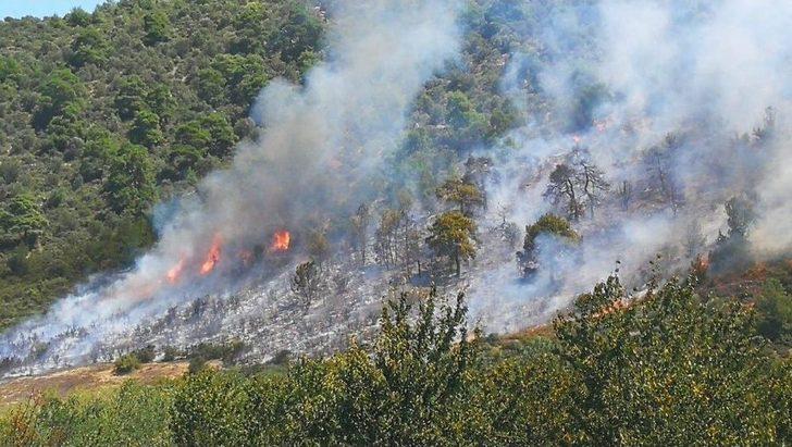 Arı Kovanlarının Bulunduğu Bölgede Yangın G1