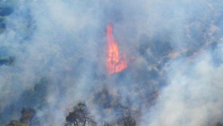 Arı Kovanlarının Bulunduğu Bölgede Yangın G2