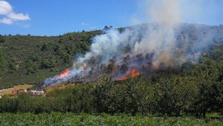 Arı Kovanlarının Bulunduğu Bölgede Yangın G4