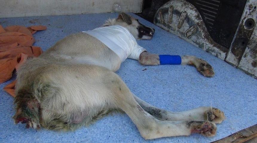 (&ouml;zel) Kuyruğu Kesilmiş Halde Bulunan K&ouml;peğin Ayağı Tamamen Kesildi