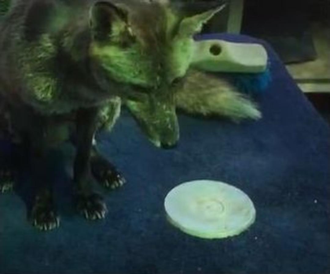 &Ccedil;eşmeli Kaptan Yabani Tilki Osi&rsquo;yi Elleriyle Besliyor