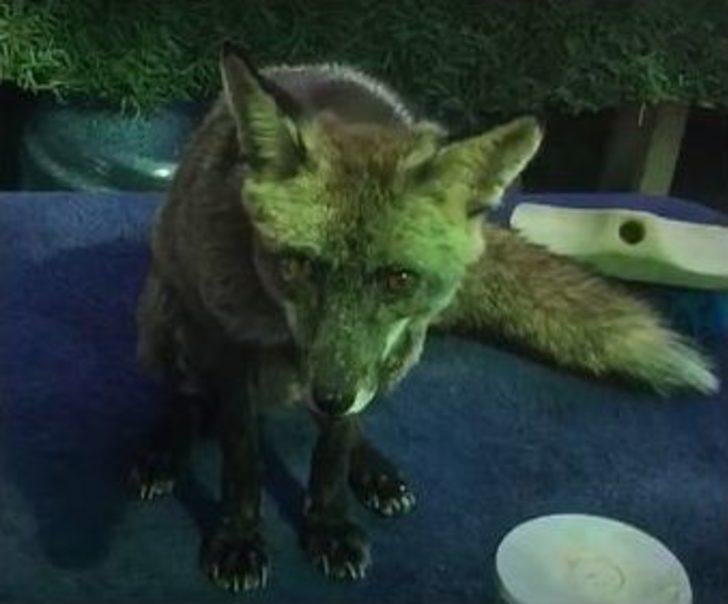 Çeşmeli Kaptan Yabani Tilki Osi’yi Elleriyle Besliyor G1