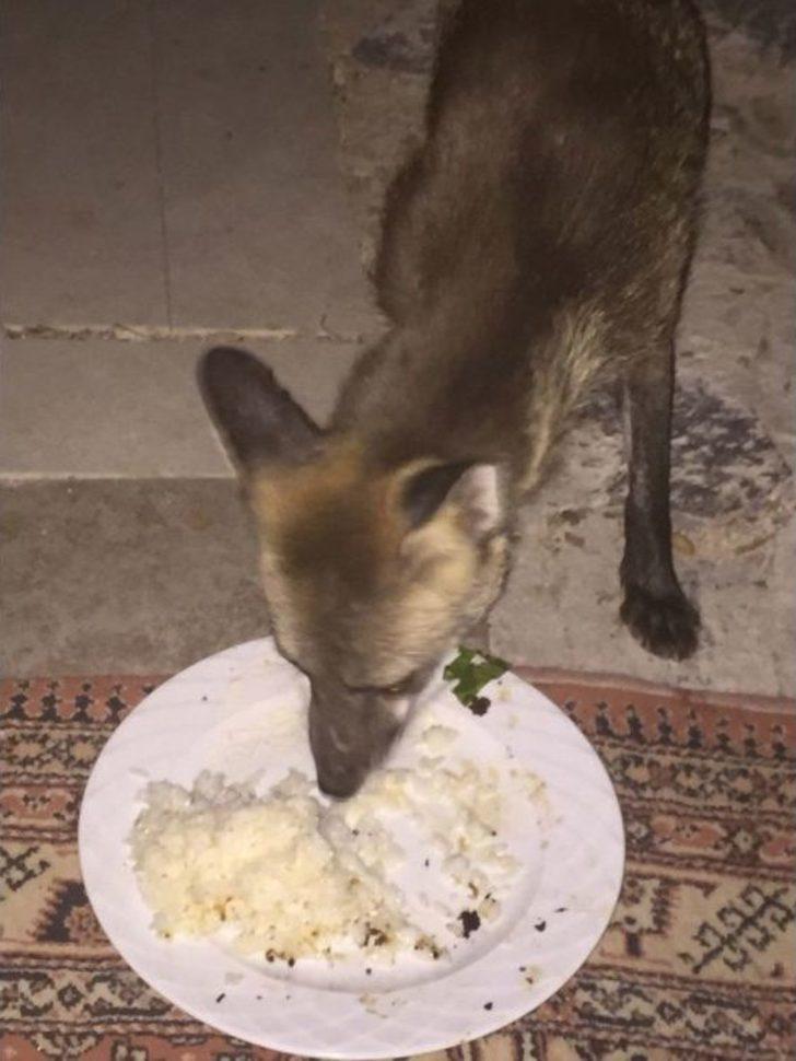 Çeşmeli Kaptan Yabani Tilki Osi’yi Elleriyle Besliyor G4