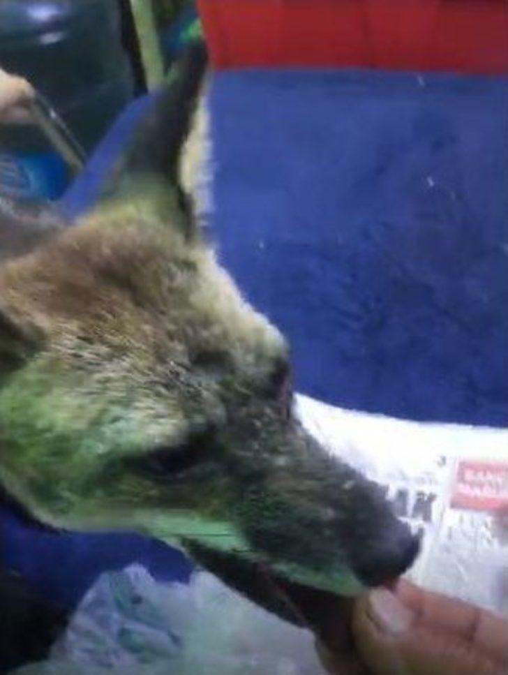 Çeşmeli Kaptan Yabani Tilki Osi’yi Elleriyle Besliyor G5