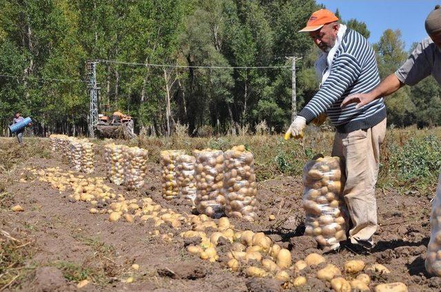 Sorgun’da Patates Hasadı Başladı