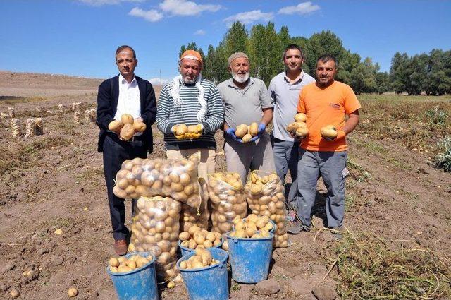 Sorgun’da Patates Hasadı Başladı