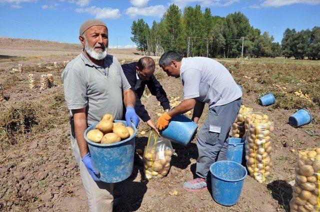 Sorgun’da Patates Hasadı Başladı