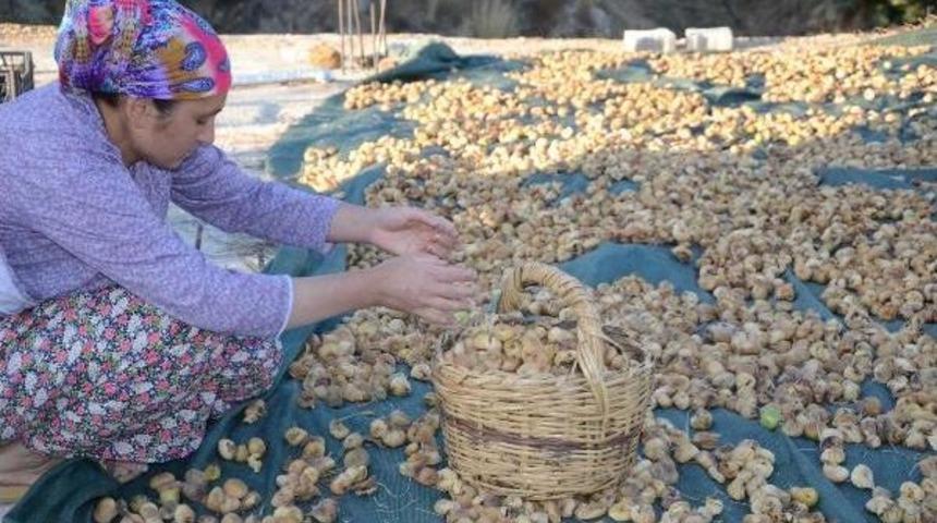 İncir Cipsi Ihra&ccedil; &Uuml;r&uuml;n&uuml; Oldu