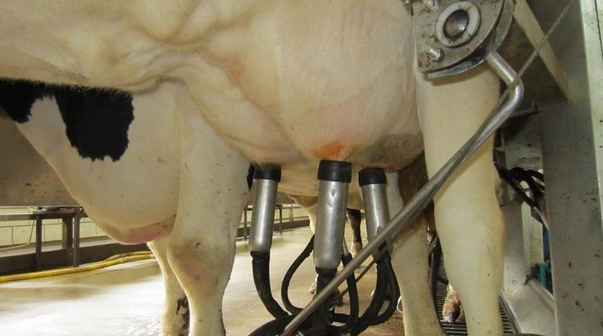 S&uuml;t &Uuml;reticisi Zamdan Memnun Değil