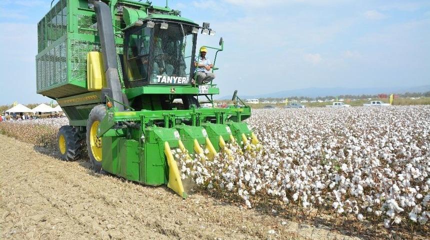 T&uuml;rkiye&rsquo;nin Pamuk Ambarı S&ouml;ke&rsquo;de Davul-zurnalı Pamuk Hasat Şenliği