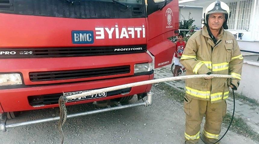 Sitede Yılan Paniği