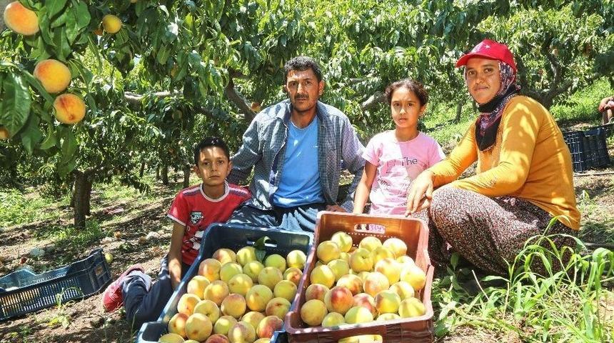 Başkan Tarhan’dan Mezitli’deki Şeftali Üreticilerine Destek