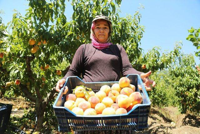 Başkan Tarhan’dan Mezitli’deki Şeftali Üreticilerine Destek