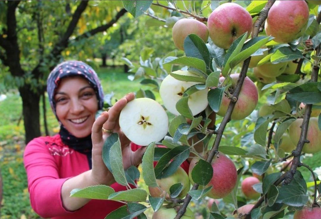 2 Bin Yıllık Amasya Elması Coğrafi İşaret Yolunda