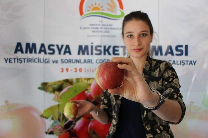 2 Bin Yıllık Amasya Elması Coğrafi İşaret Yolunda G1