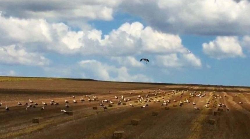 (&ouml;zel) Leylekler Buğday Tarlalarına Akın Etti