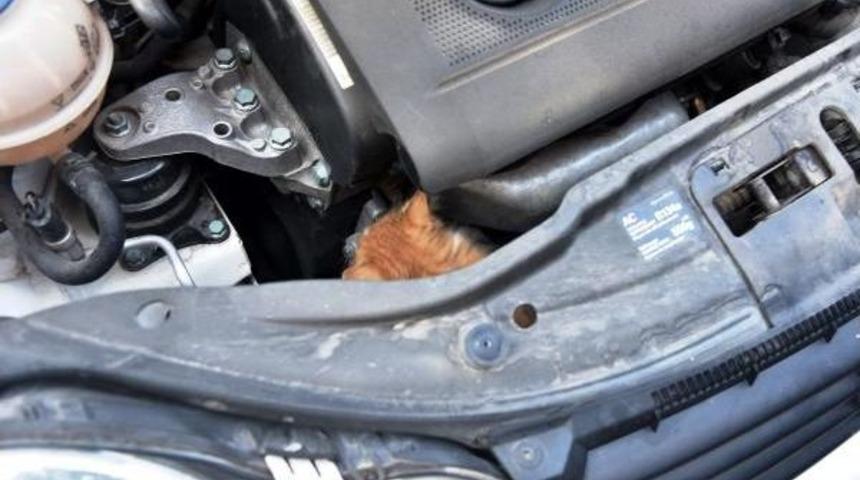 Otomobile Giren Kediyi, Polis Ve &Ccedil;ocuklar Kurtardı