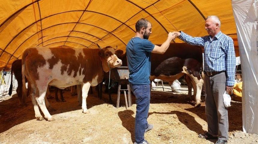 &Ccedil;ankırı&rsquo;da Kurbanlıklar G&ouml;r&uuml;c&uuml;ye &Ccedil;ıktı