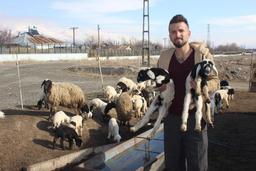 Yeni Doğan Kuzular Sevin&ccedil; Kaynağı Oldu