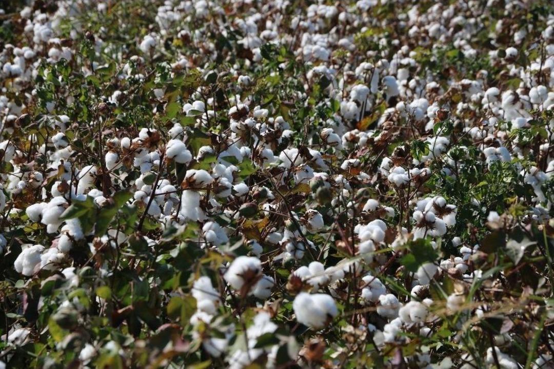 (&ouml;zel Haber) Makineleşme Pamuğa Olan İlgili Arttırdı