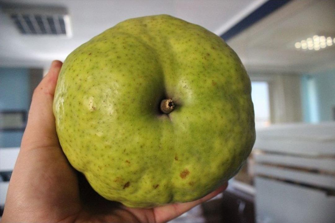 Bu Armutları G&ouml;renler Kavun Zannediyor