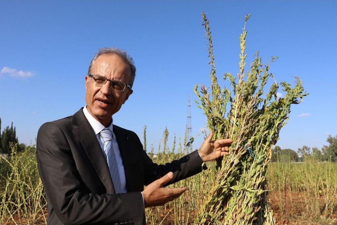 Antalya&rsquo;da T&uuml;r&uuml;n&uuml;n Tek &Ouml;rneği Olan Bir Susam &Ccedil;eşidi Bulundu