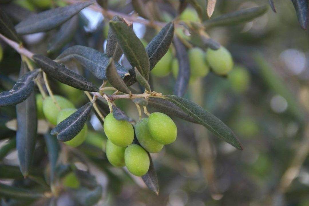 (&ouml;zel Haber) Zeytin S&uuml;t&uuml;nde Sezonun İlk &Uuml;retimi Yapıldı