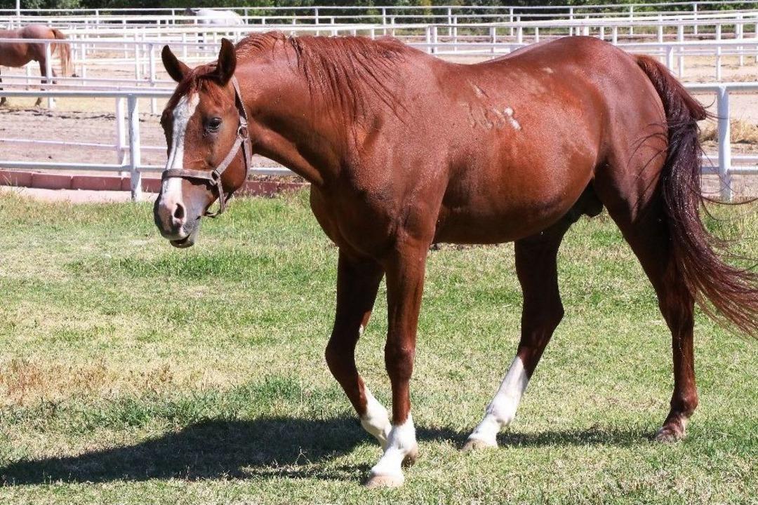 Servet Değerindeki Yarış Tayları Bebek Gibi Yetiştiriliyor