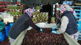 Zayıflatan eşek Zeytini El Yakıyor