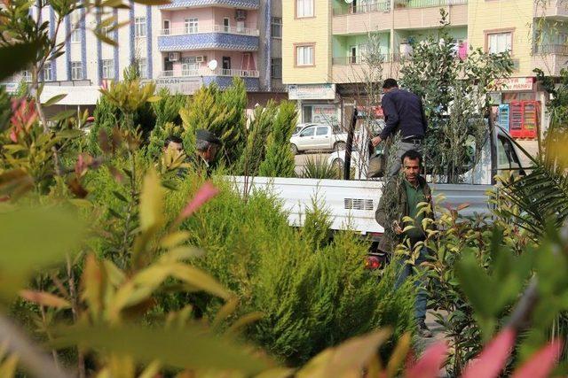 Silopi’de Fidan Satışlarına Yoğun İlgi