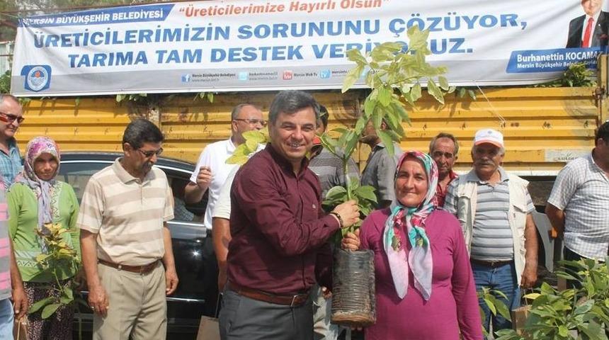 Anamur’da Üreticiye Avakoda Fidanı Dağıtıldı