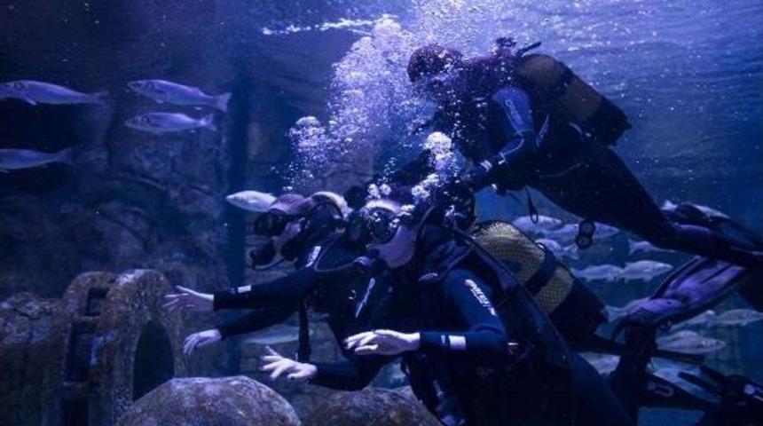 İstanbul'da K&ouml;pekbalıklarıyla Dalış Keyfi