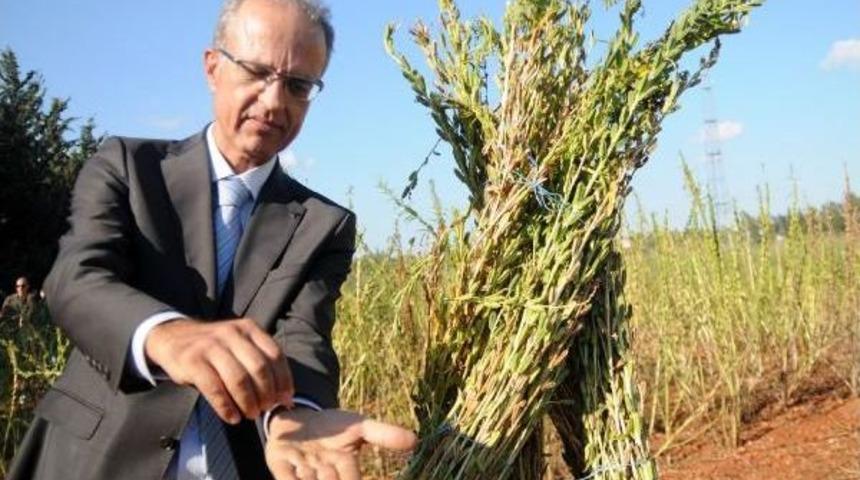 Akdeniz &Uuml;niversitesi'nde Milli Susam Yetiştirildi