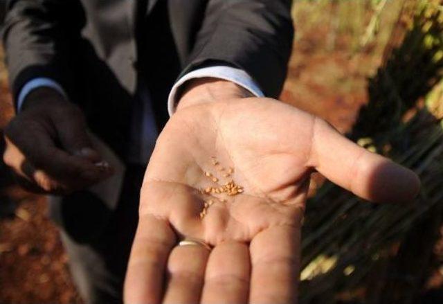 Akdeniz &Uuml;niversitesi nde Milli Susam Yetiştirildi 1