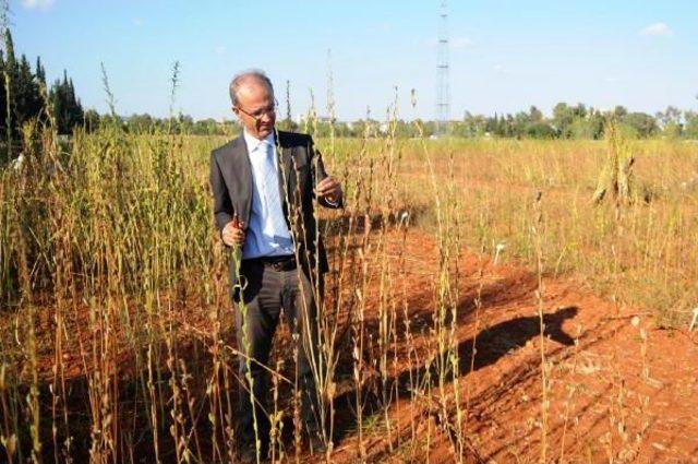 Akdeniz &Uuml;niversitesi nde Milli Susam Yetiştirildi 2